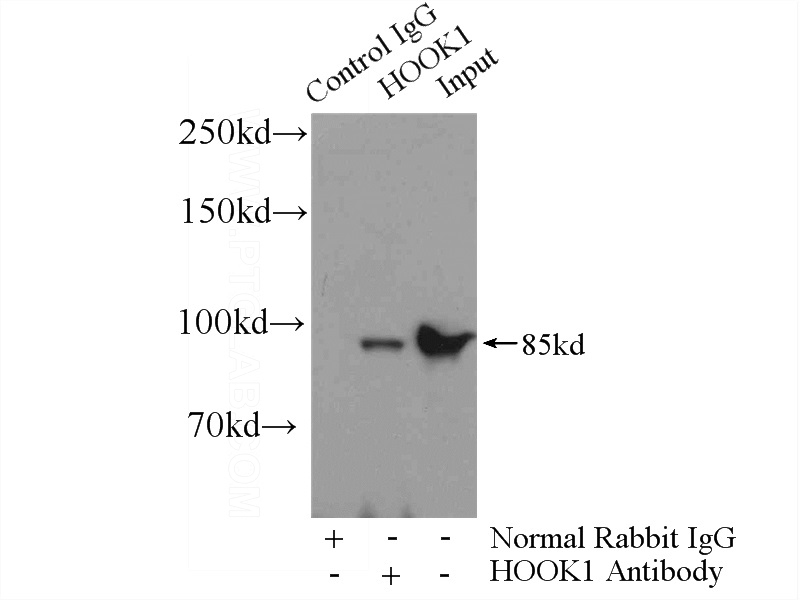 IP Result of anti-HOOK1 (IP:Catalog No:111521, 4ug; Detection:Catalog No:111521 1:500) with mouse brain tissue lysate 4680ug.