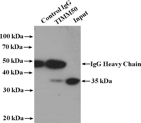 IP Result of anti-TIMM50 (IP:Catalog No:116134, 4ug; Detection:Catalog No:116134 1:1000) with HeLa cells lysate 3200ug.