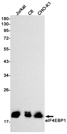 Western blot detection of eIF4EBP1 in Jurkat,C6,CHO-K1 cell lysates using eIF4EBP1 Rabbit mAb(1:1000 diluted).Predicted band size:13kDa.Observed band size:15-20kDa.