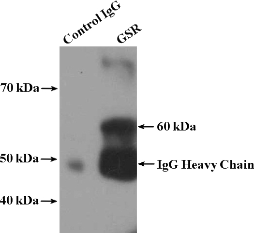 IP Result of anti-GSR (IP:Catalog No:111177, 4ug; Detection:Catalog No:111177 1:500) with HeLa cells lysate 2600ug.