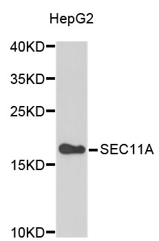 Western blot - SEC11A Polyclonal Antibody 