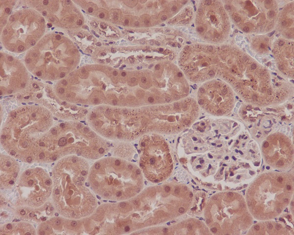 Immunohistochemical of paraffin-embedded human kidney using Catalog No:113314(NOX4 antibody) at dilution of 1:50 (under 10x lens)