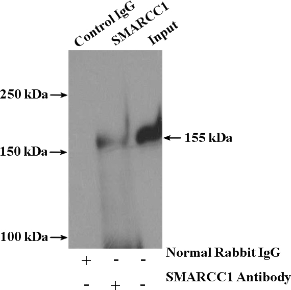 IP Result of anti-SMARCC1 (IP:Catalog No:115432, 4ug; Detection:Catalog No:115432 1:600) with mouse brain tissue lysate 4000ug.