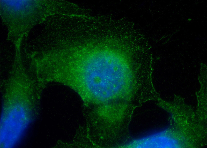 Immunofluorescent analysis of (-20oc Ethanol) fixed NIH/3T3 cells using Catalog No:112744(MPI Antibody) at dilution of 1:50 and Alexa Fluor 488-congugated AffiniPure Goat Anti-Rabbit IgG(H+L)