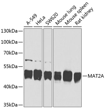 Western blot - MAT2A Polyclonal Antibody 