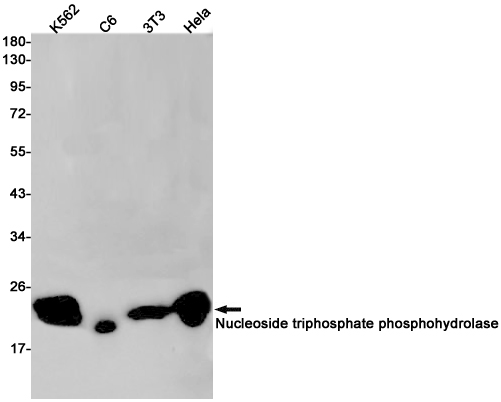 Western blot detection of Nucleoside triphosphate phosphohydrolase in K562,C6,3T3,Hela cell lysates using Nucleoside triphosphate phosphohydrolase Rabbit pAb(1:1000 diluted).Predicted band size:21kDa.Observed band size:21kDa.