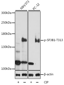 Western blot - Phospho-SF3B1-T313 pAb 