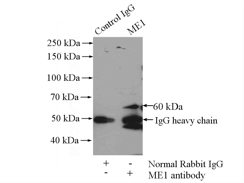 IP Result of anti-ME1 (IP:Catalog No:112574, 4ug; Detection:Catalog No:112574 1:500) with mouse liver tissue lysate 4000ug.