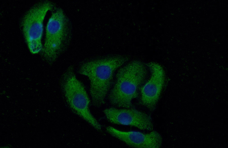 Immunofluorescent analysis of (-20oc Acetone) fixed SH-SY5Y cells using Catalog No:112120(KRAS-2A-specific Antibody) at dilution of 1:50 and Alexa Fluor 488-congugated AffiniPure Goat Anti-Rabbit IgG(H+L)
