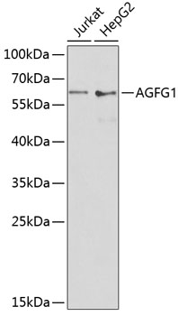 Western blot - AGFG1 Polyclonal Antibody 