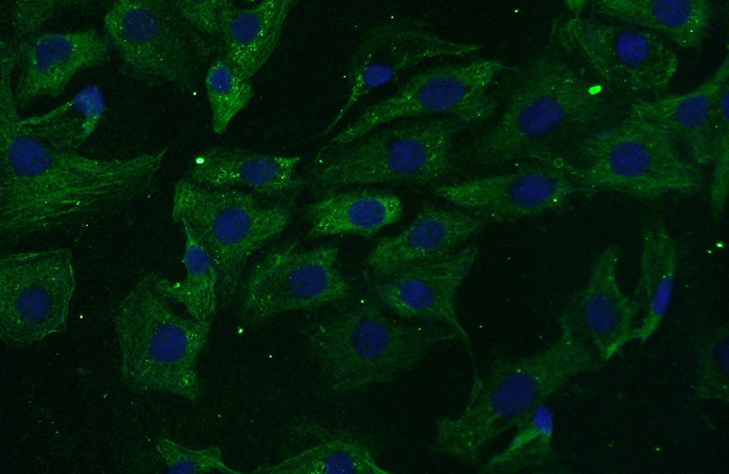Immunofluorescent analysis of (-20oc Ethanol) fixed SH-SY5Y cells using Catalog No:114392(PSMC6 Antibody) at dilution of 1:50 and Alexa Fluor 488-congugated AffiniPure Goat Anti-Rabbit IgG(H+L)