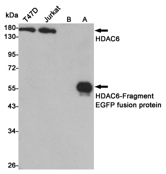 Western blot detection of HDAC6 in T47D,Jurkat CHO-K1(B) and CHO-K1 transfected by HDAC6-fragment EGFP fusion proteinuff08Auff09cell lysates using HDAC6 mouse mAb (1:1000 diluted).