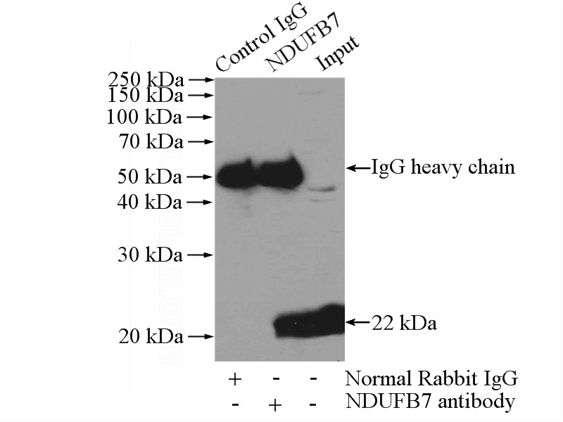 IP Result of anti-NDUFB7 (IP:Catalog No:113076, 3ug; Detection:Catalog No:113076 1:500) with mouse brain tissue lysate 2640ug.