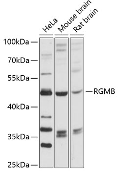 Western blot - RGMB Polyclonal Antibody 