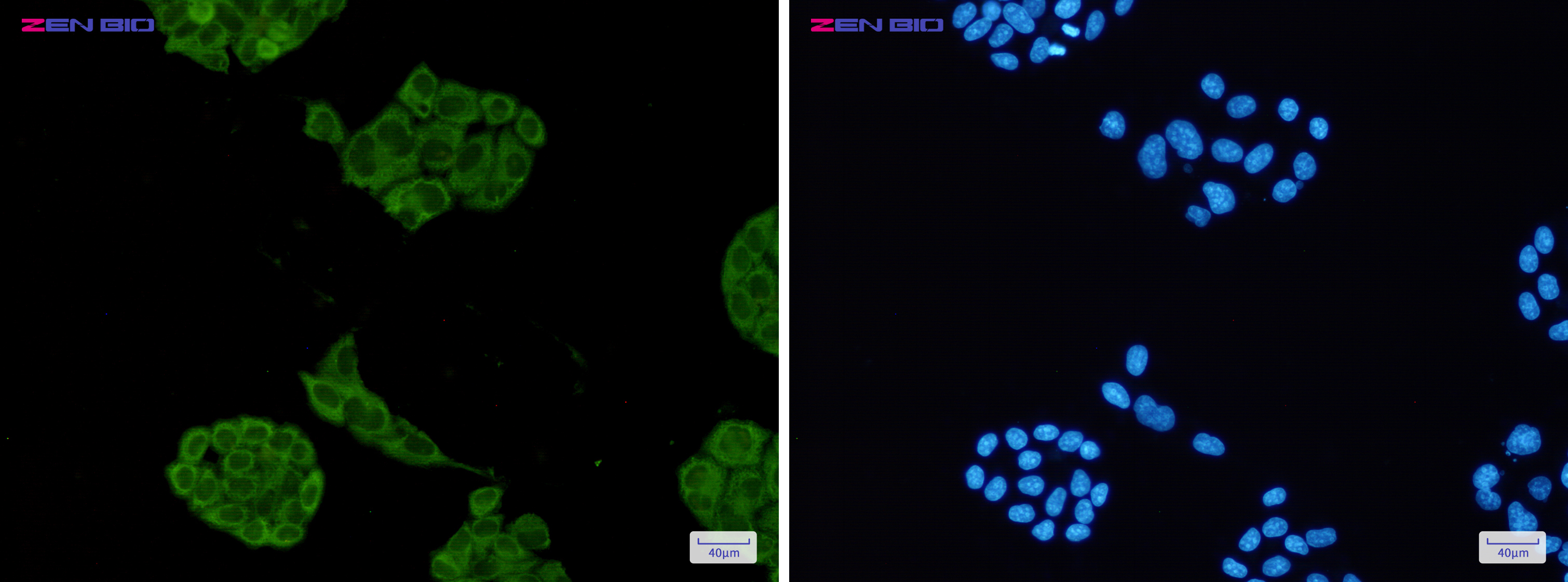 Immunocytochemistry of Lactate Dehydrogenase(green) in Hela cells using Lactate Dehydrogenase Rabbit pAb at dilution 1/50, and DAPI(blue)