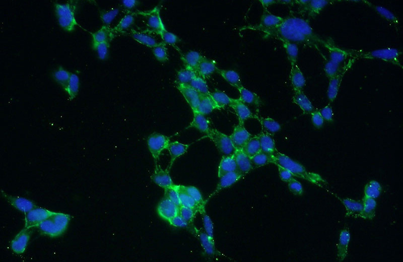 Immunofluorescent analysis of HEK-293 cells using Catalog No:113189(NIPSNAP3A Antibody) at dilution of 1:50 and Alexa Fluor 488-congugated AffiniPure Goat Anti-Rabbit IgG(H+L)
