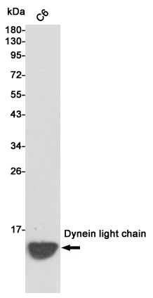 Western blot analysis of extracts from C6 cell lysates using Dynein light chain mouse mAb (1:500 diluted).Predicted band size:12KDa.Observed band size:12KDa.