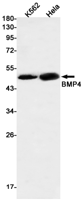 Western blot detection of BMP4 in K562,Hela cell lysates using BMP4 Rabbit pAb(1:500 diluted).Predicted band size:47kDa.Observed band size:47kDa.