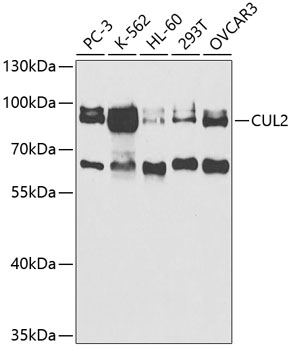 Western blot - CUL2 Polyclonal Antibody 