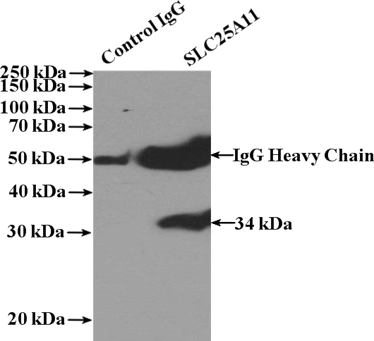 IP Result of anti-SLC25A11 (IP:Catalog No:115322, 4ug; Detection:Catalog No:115322 1:1000) with HEK-293 cells lysate 1560ug.