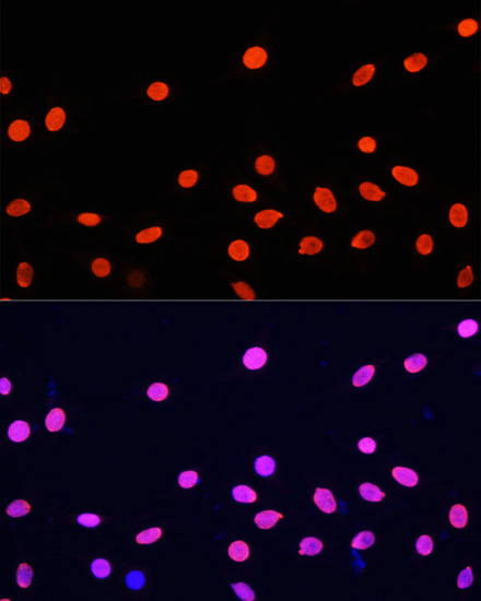 Immunofluorescence - Histone H4 Polyclonal Antibody 