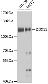 Western blot - DDX11 Polyclonal Antibody 