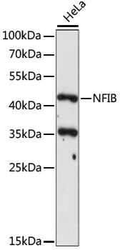 Western blot - NFIB Polyclonal Antibody 
