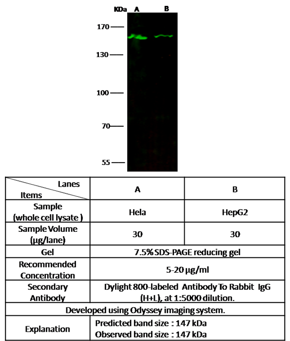 KDM3A Antibody, Rabbit PAb, Antigen Affinity Purified, Western blot