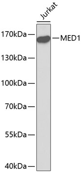 Western blot - MED1 Polyclonal Antibody 