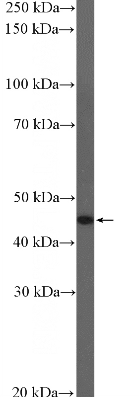 HepG2 cells were subjected to SDS PAGE followed by western blot with Catalog No:110908(GCM1 Antibody) at dilution of 1:300