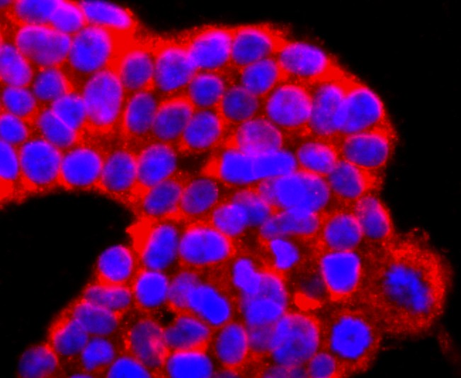 Fig2: ICC staining IL7 in 293T cells (red). The nuclear counter stain is DAPI (blue). Cells were fixed in paraformaldehyde, permeabilised with 0.25% Triton X100/PBS.