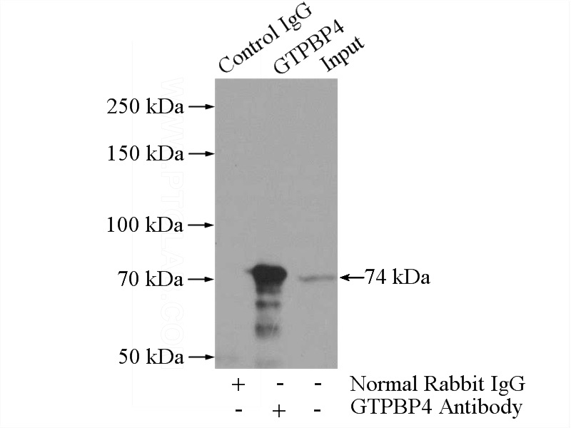 IP Result of anti-GTPBP4 (IP:Catalog No:111244, 4ug; Detection:Catalog No:111244 1:800) with mouse testis tissue lysate 4000ug.