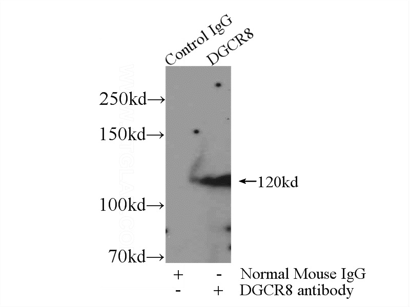 IP Result of anti-DGCR8 (IP:Catalog No:107241, 5ug; Detection:Catalog No:107241 1:500) with K-562 cells lysate 3440ug.