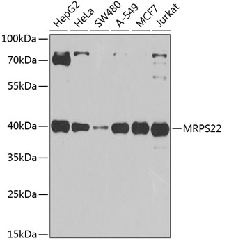 Western blot - MRPS22 Polyclonal Antibody 