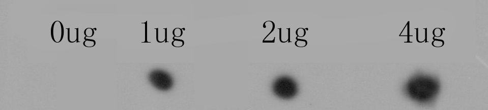 Fig1: Dot blot analysis of anti-RYR1 immunization peptide on PVDF. 1ug, 2ug and 4ug peptides were given in this test. Anti-RYR1 antibody was diluted with 1/500.