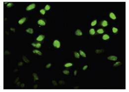Fig2: Immunofluorescence staining of paraformaldehyde-fixed HeLa cells showing nuclear localization.