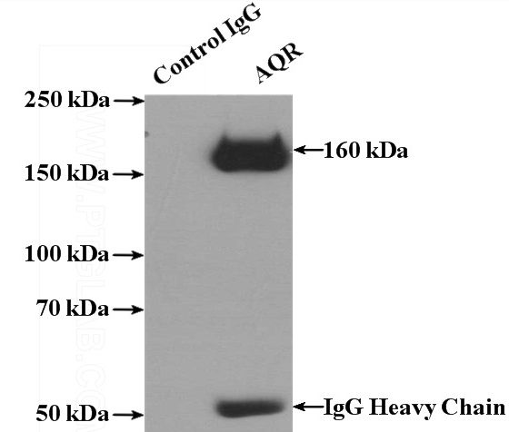 IP Result of anti-AQR (IP:Catalog No:108046, 4ug; Detection:Catalog No:108046 1:1000) with HEK-293 cells lysate 2800ug.