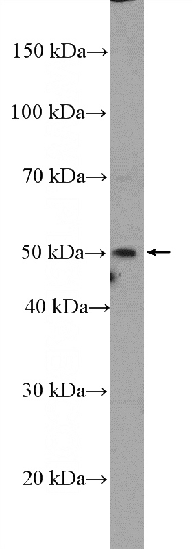 mouse heart tissue were subjected to SDS PAGE followed by western blot with Catalog No:115584(SRFBP1 Antibody) at dilution of 1:300