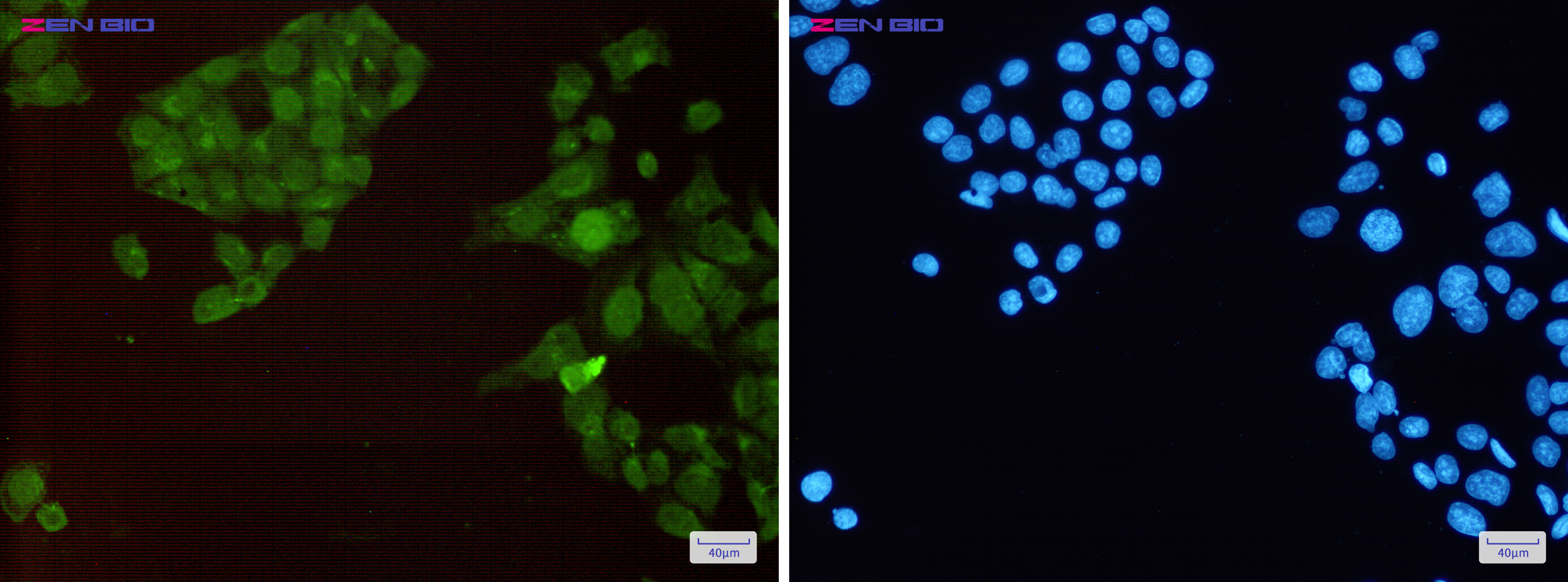 Immunocytochemistry of HSF1 (Phospho-Ser326)(green) in Hela cells using HSF1 (Phospho-Ser326) Rabbit pAb at dilution 1/50, and DAPI(blue)