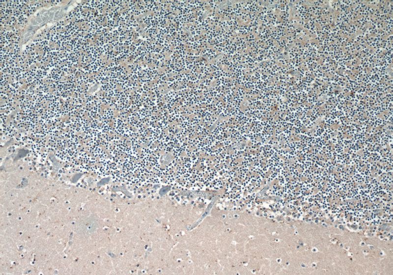 Immunohistochemistry of paraffin-embedded human cerebellum tissue slide using Catalog No:115095(SCG2 Antibody) at dilution of 1:50 (under 10x lens)