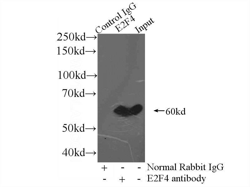 IP Result of anti-E2F4 (IP:Catalog No:110155, 3ug; Detection:Catalog No:110155 1:1000) with mouse brain tissue lysate 3600ug.