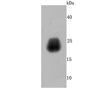 Fig1:; Western blot analysis of Growth Hormone on human placenta tissue lysates. Proteins were transferred to a PVDF membrane and blocked with 5% BSA in PBS for 1 hour at room temperature. The primary antibody ( 1/500) was used in 5% BSA at room temperature for 2 hours. Goat Anti-Rabbit IgG - HRP Secondary Antibody (HA1001) at 1:200,000 dilution was used for 1 hour at room temperature.
