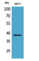 Fig1:; Western Blot analysis of MCF-7 cells using Cerberus Polyclonal Antibody. Antibody was diluted at 1:500. Secondary antibody（catalog#: HA1001) was diluted at 1:20000