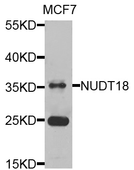 Western blot - NUDT18 Polyclonal Antibody 
