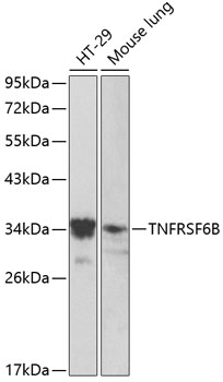 Western blot - TNFRSF6B Polyclonal Antibody 