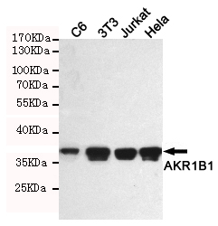 Western blot detection of AKR1B1 in C6,3T3,Jurkat and Hela cell lysates using AKR1B1 mouse mAb (1:1000 diluted). Predicted band size:36KDa. Observed band size:36KDa.