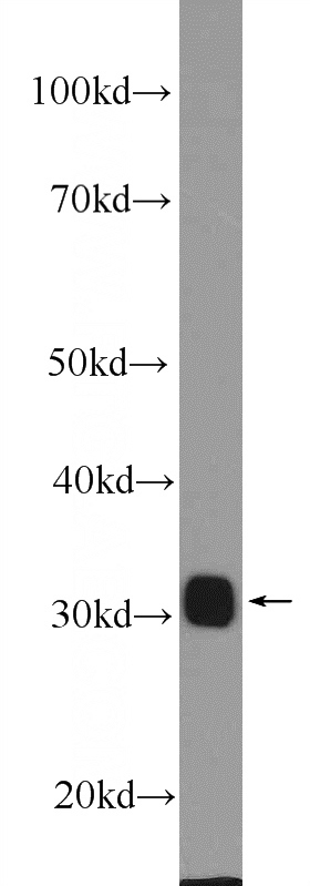 NIH/3T3 cells were subjected to SDS PAGE followed by western blot with Catalog No:110840(Galectin 3 Antibody) at dilution of 1:600