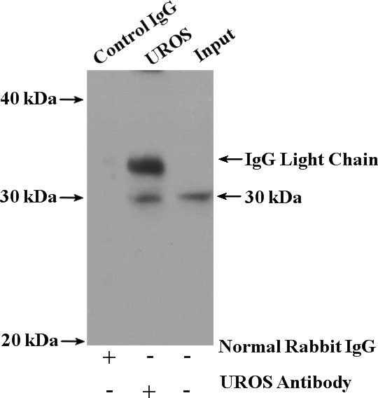 IP Result of anti-UROS (IP:Catalog No:116578, 4ug; Detection:Catalog No:116578 1:500) with K-562 cells lysate 4000ug.