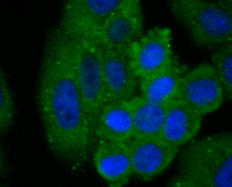 Fig2: ICC staining C14orf93 in HepG2 cells (green). The nuclear counter stain is DAPI (blue). Cells were fixed in paraformaldehyde, permeabilised with 0.25% Triton X100/PBS.