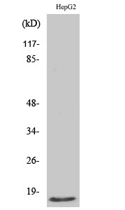 Fig1:; Western Blot analysis of various cells using Mammaglobin B Polyclonal Antibody